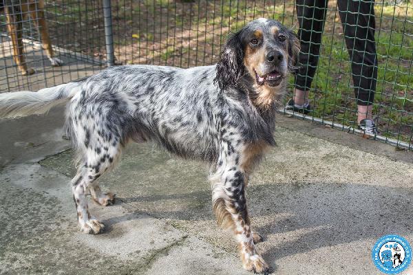GASPER: setter usato, abbandonato e dimenticato…. Foto 3